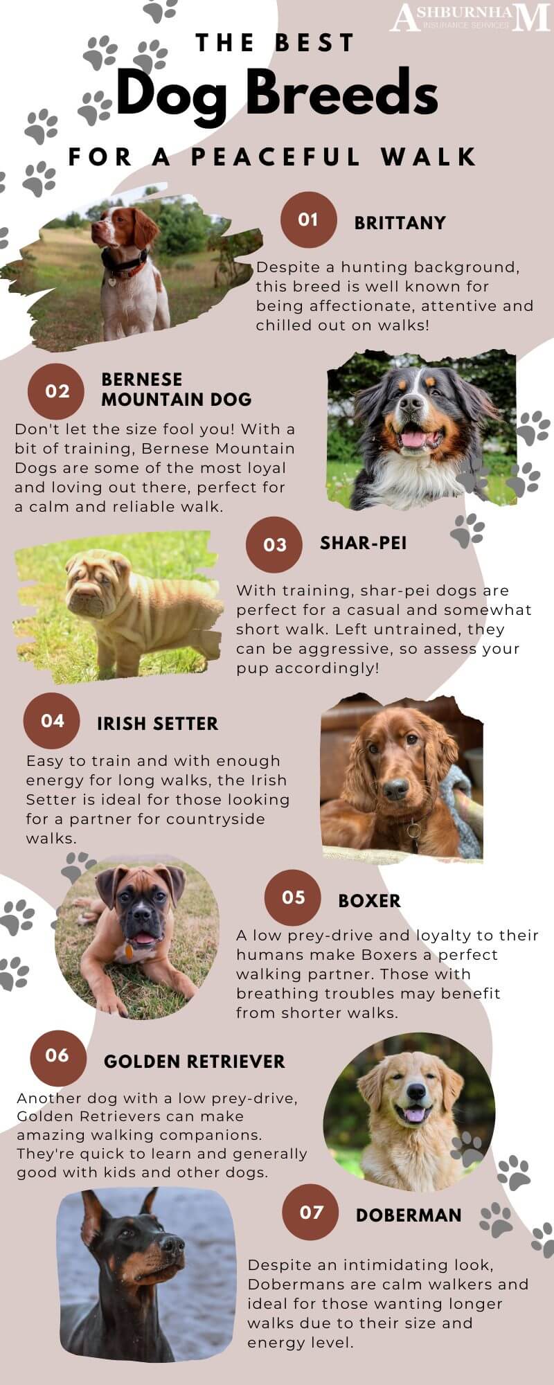 Best Dogs Peaceful Walk Infographic