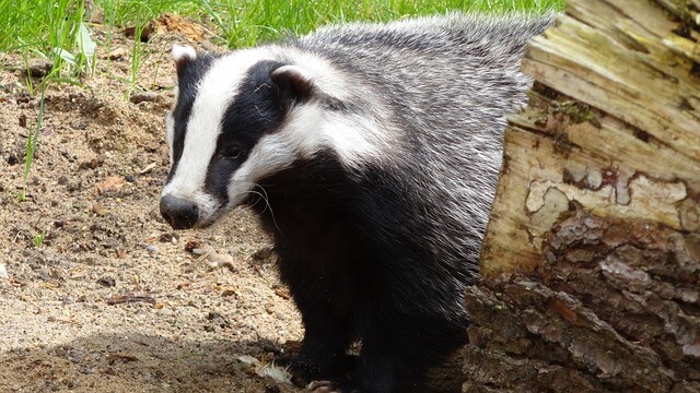 Funny Insurance Claim Involving Animals