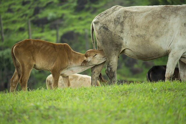 Funny Insurance Claim Involving Animals