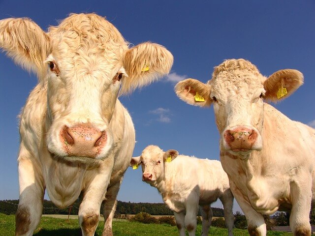 Funny Insurance Claim Involving Animals
