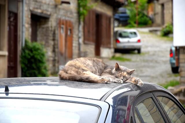 Funny Insurance Claim Involving Animals