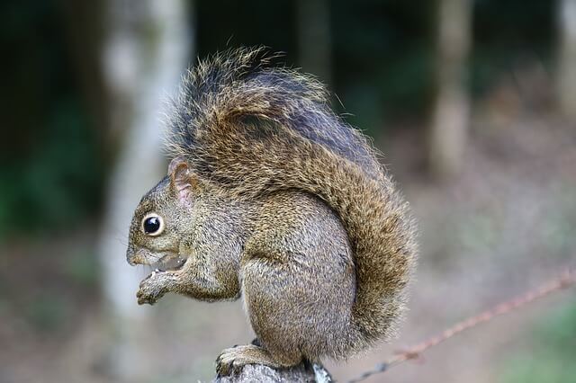 Funny Insurance Claim Involving Animals