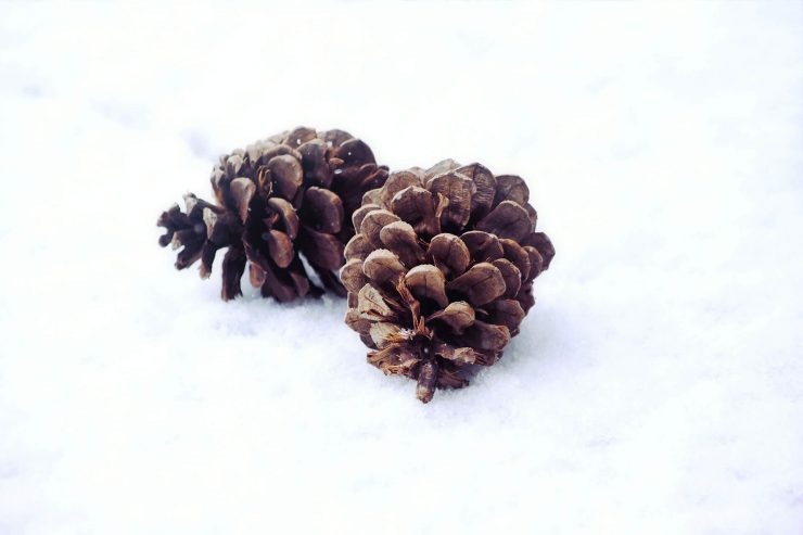 Winter Insurance Claims
